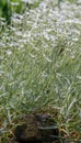 Snow-in-summer Cerastium tomentosum, natural habitat Royalty Free Stock Photo
